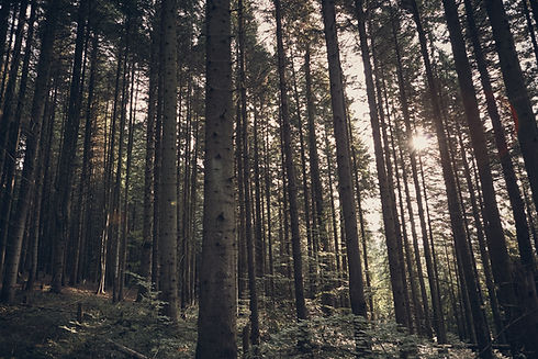 Green Forest
